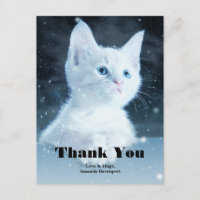 Cute White Kitten with Pretty Blue Eyes Thank You