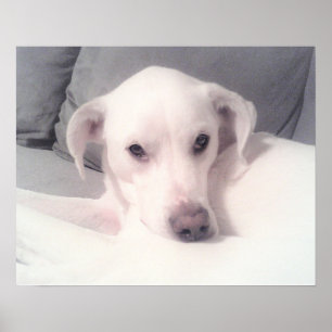 Cute White Labrador Mix Dog Sitting on Couch Grey Poster