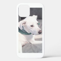 Cute White Labrador Mix Dog Wearing Green Scarf