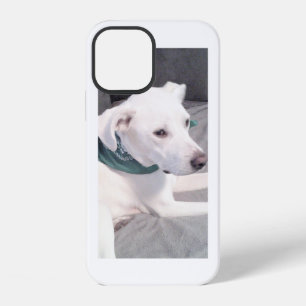 Cute White Labrador Mix Dog Wearing Green Scarf iPhone 12 Case