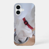 Cute White Labrador Mix Puppy Dog Drinking Water