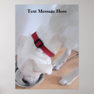 Cute White Labrador Mix Puppy Dog Drinking Water Poster