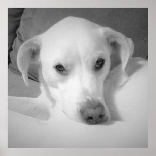 Cute White Labrador Mix Sitting on Couch Grey Post Poster