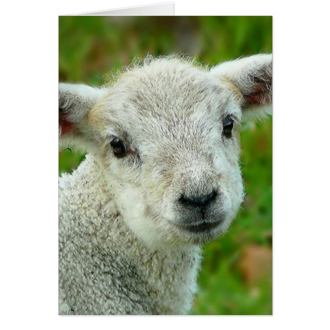 Cute white little lamb (Front)