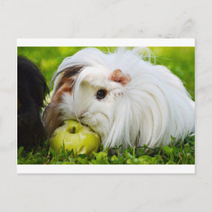 Cute White Long Hair Guinea Pig Eating Apple Postcard
