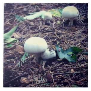Cute White Mushrooms Tile