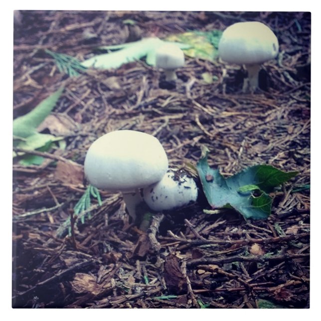 Cute White Mushrooms Tile (Front)