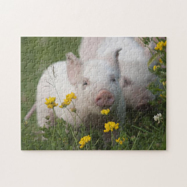Cute White Piglets in Yellow Flowers - Baby Animal Jigsaw Puzzle (Horizontal)