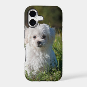 Cute white puppy