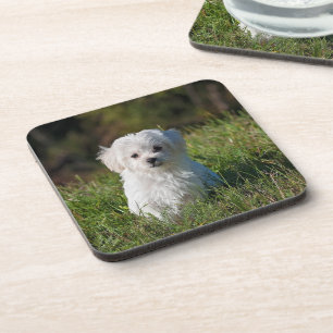Cute white puppy coaster