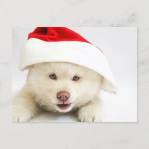 Cute White Puppy Dog in a Santa Hat Christmas Postcard