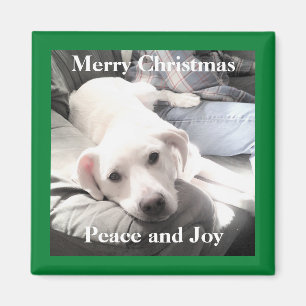 Cute White Puppy Dog With Dad on Couch Green Magnet