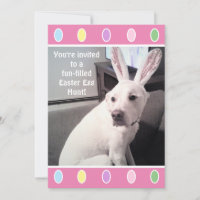Cute White Puppy Dog With Easter Bunny Ears Party 