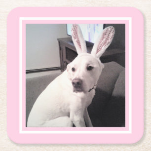 Cute White Puppy Dog With Easter Bunny Ears Pink Square Paper Coaster