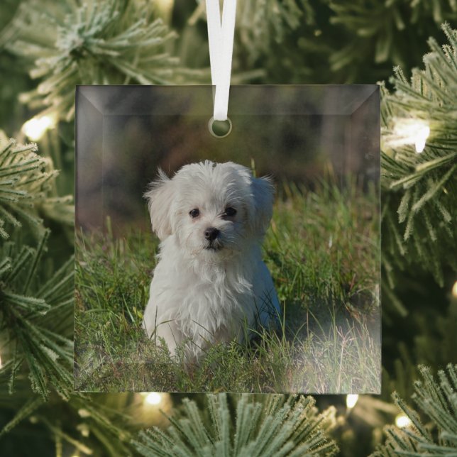 Cute white puppy glass tree decoration (Insitu)