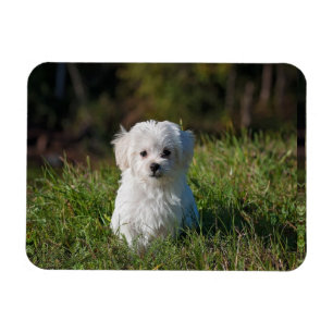 Cute white puppy magnet