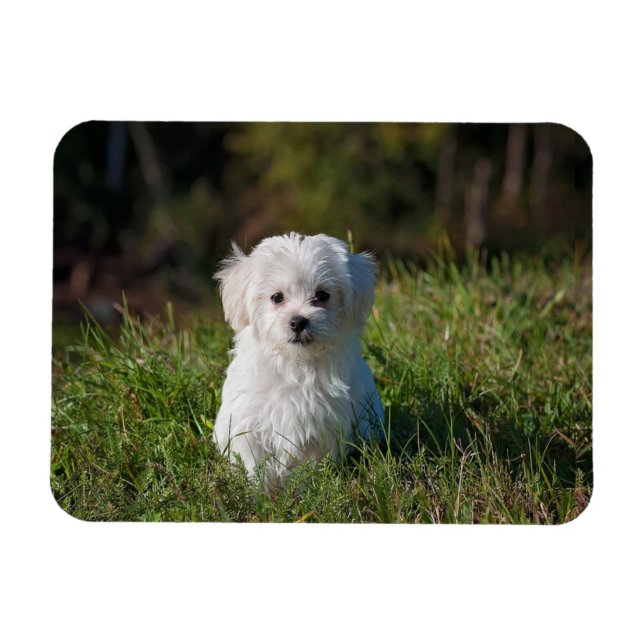 Cute white puppy magnet (Horizontal)