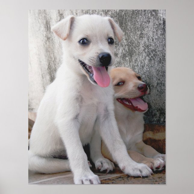 Cute White Puppy Poster (Front)