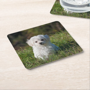 Cute white puppy square paper coaster