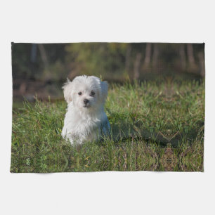 Cute white puppy tea towel