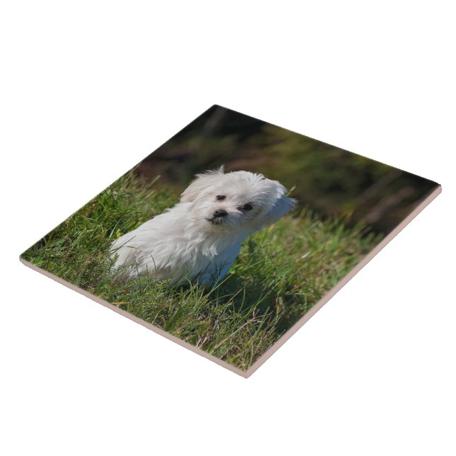 Cute white puppy tile (Side)