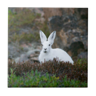 Cute White Rabbit Tile