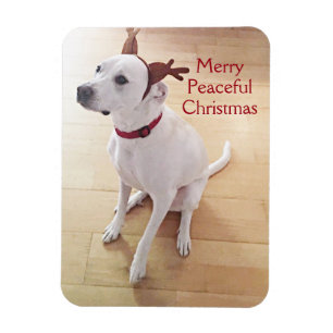 Cute White Reindeer Dog Photo Merry Christmas Magnet