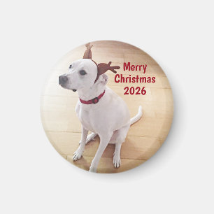 Cute White Reindeer Dog Photo Merry Christmas Magnet