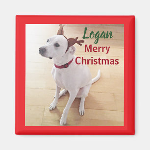Cute White Reindeer Puppy Dog Photo Christmas Magnet