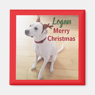 Cute White Reindeer Puppy Dog Photo Christmas  Magnet