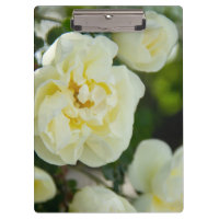Cute white roses for positive