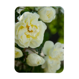 Cute white roses for positive magnet