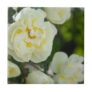 Cute white roses for positive tile
