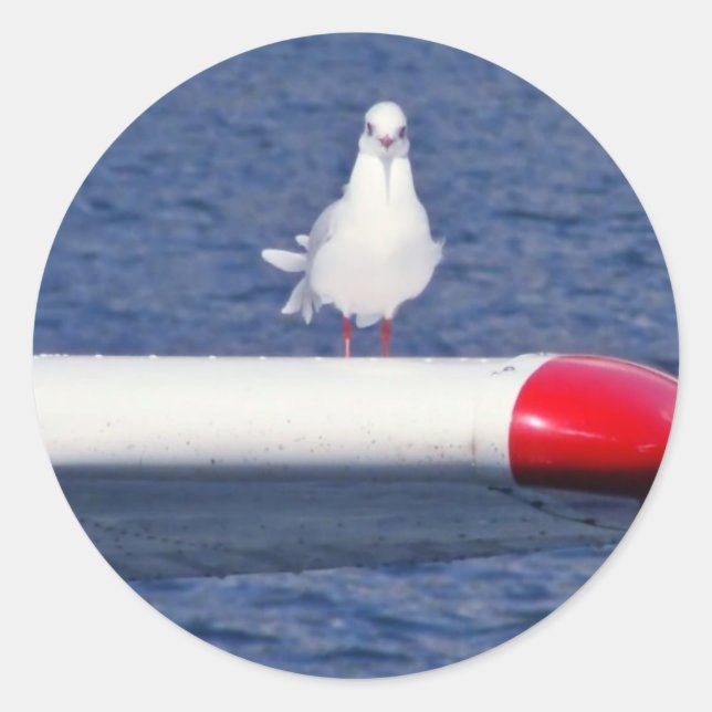 Cute White Seagull - Sticker (Front)