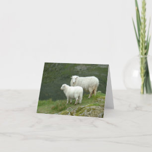 Cute White Sheep, North Wales, Britain  Card