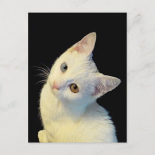 Cute White Turkish Van Kitten Postcard