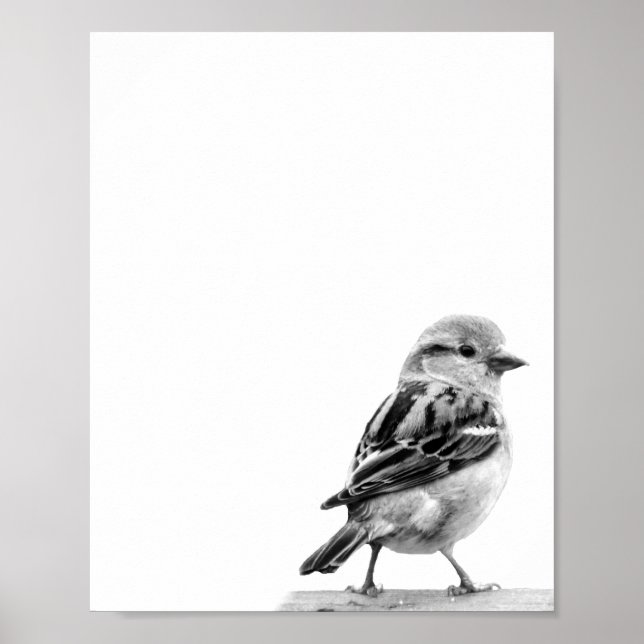 Cute Wild Bird Photo Poster (Front)