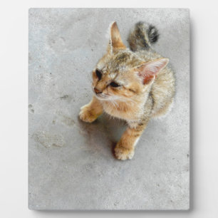 Cute wild cat kitten plaque