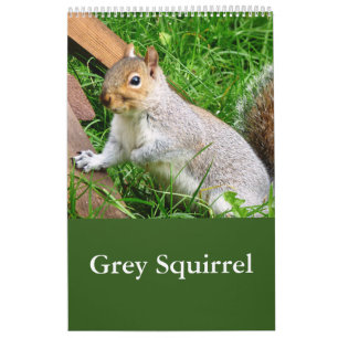 Cute Wild Grey Squirrel (UK ) Calendar