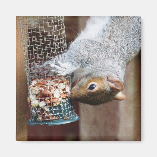 Cute Wild Grey Squirrel (UK ) Magnet (Front)