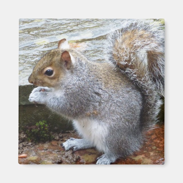 Cute Wild Grey Squirrel (UK ) Magnet (Front)