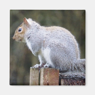 Cute Wild Grey Squirrel (UK ) Magnet