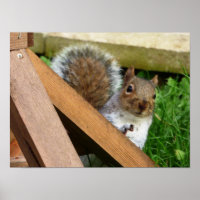 Cute Wild Grey Squirrel (UK )