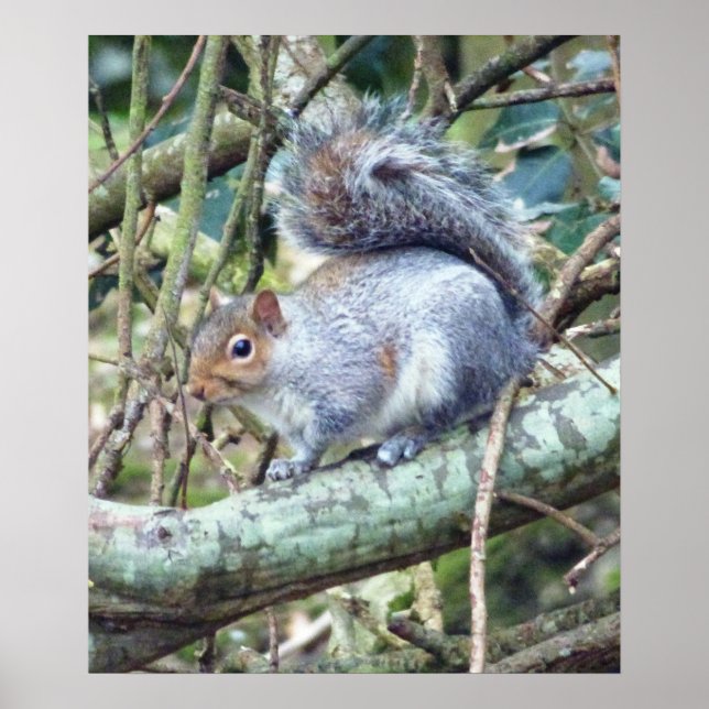 Cute Wild Grey Squirrel (UK ) Poster (Front)