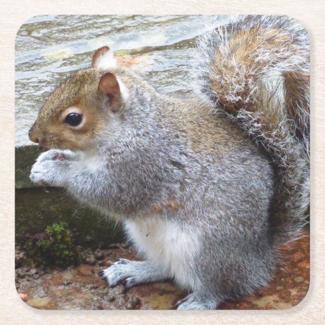 Cute Wild Grey Squirrel (UK ) Square Paper Coaster (Front)