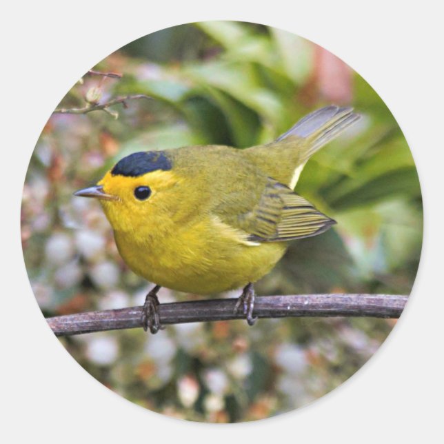 Cute Wilson's Warbler Songbird on the Grapevine Classic Round Sticker (Front)