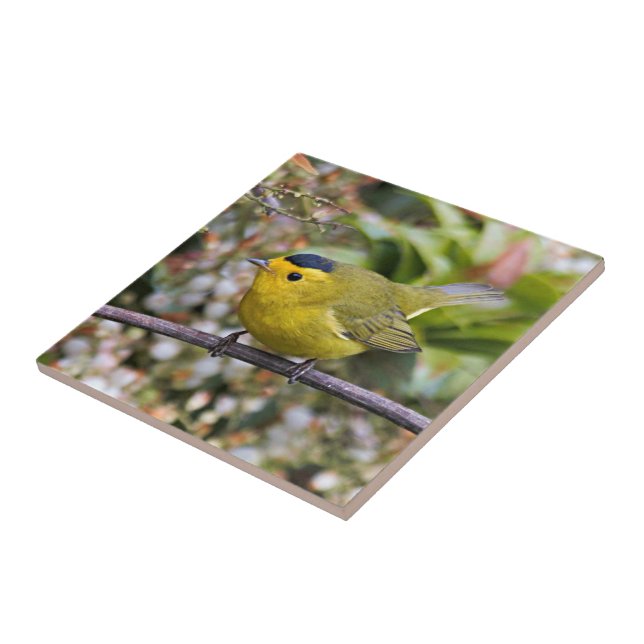 Cute Wilson's Warbler Songbird on the Grapevine Tile (Side)