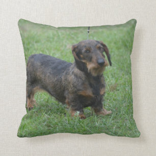 Cute Wire Haired Dachshund Cushion