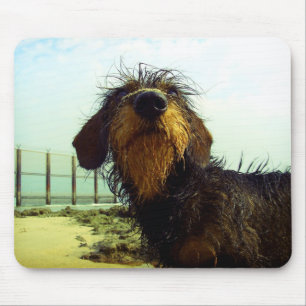 Cute wired hair Dachshund face Mouse Pad