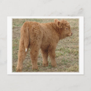 Cute wite tail! postcard